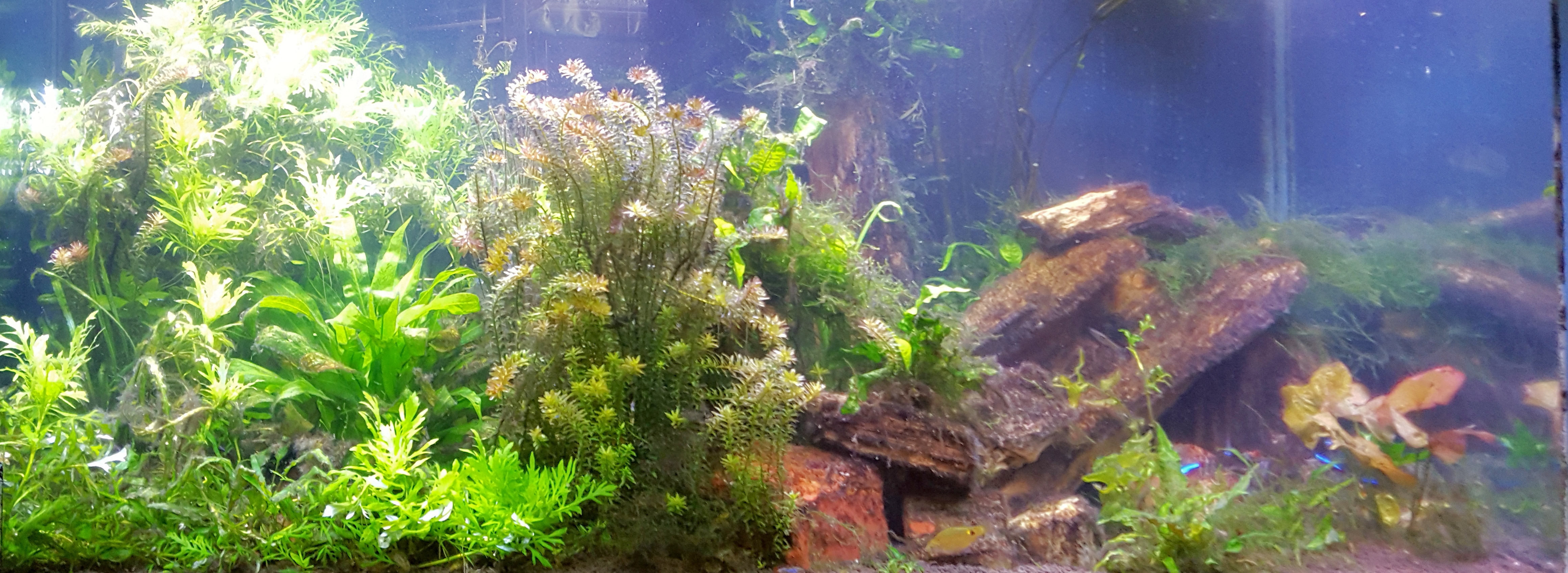 Densely planted freshwater aquarium service