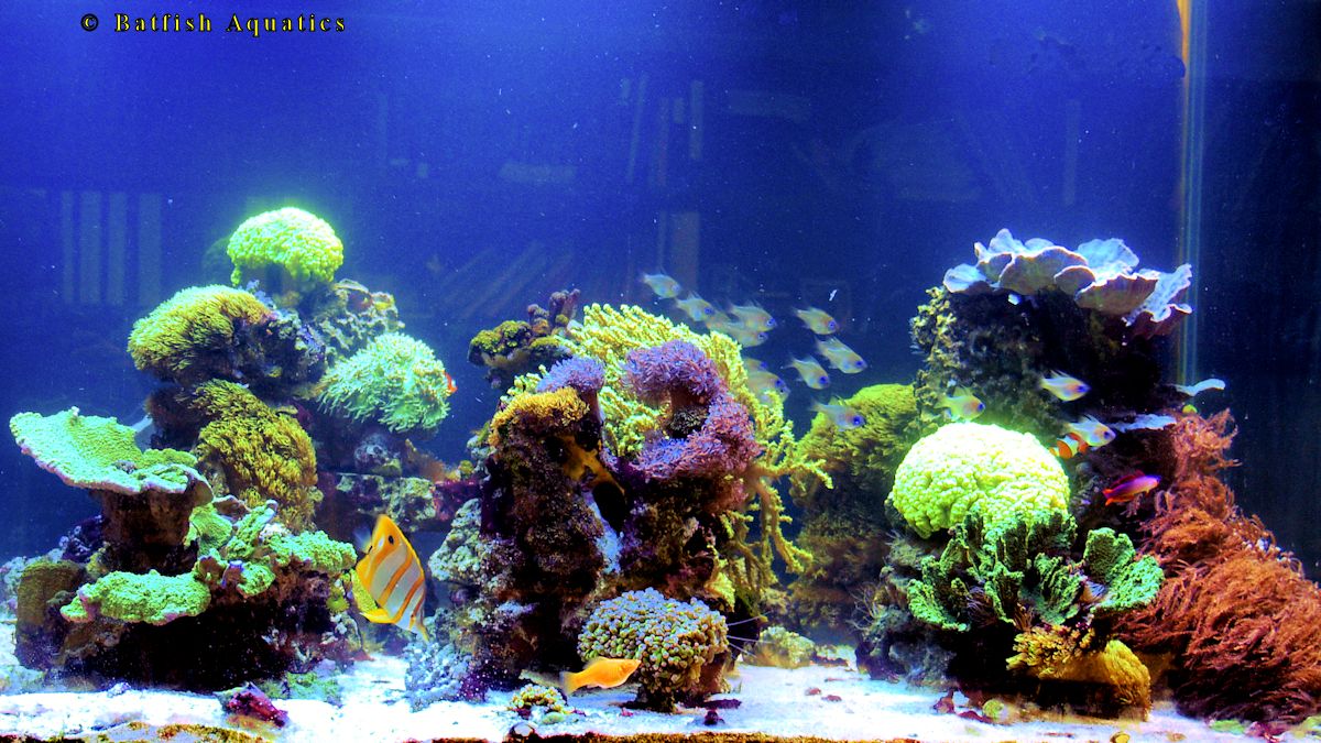Large reef aquarium with mixed corals and fish