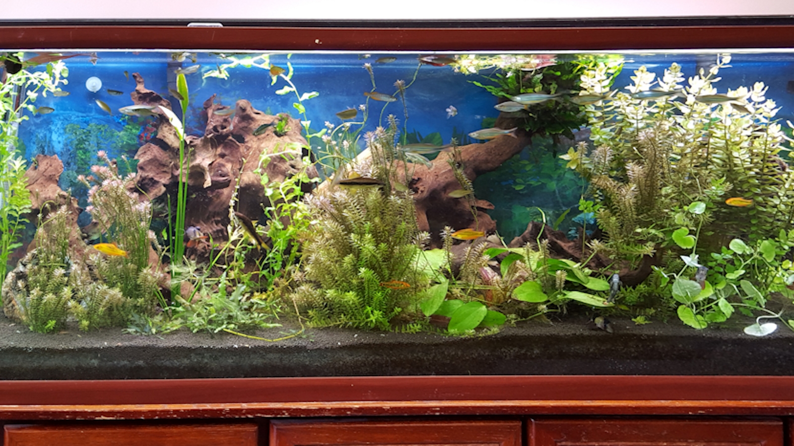 180-gallon Dutch-style planted aquarium