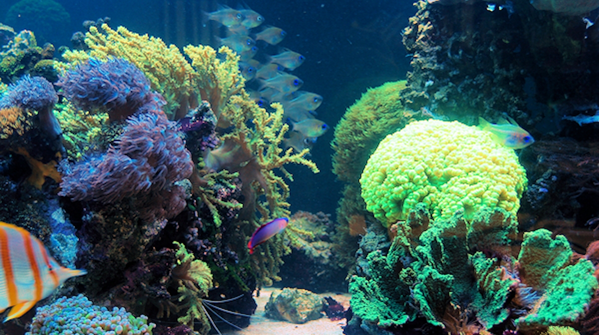 Tidal reef aquarium setup in Maryland home